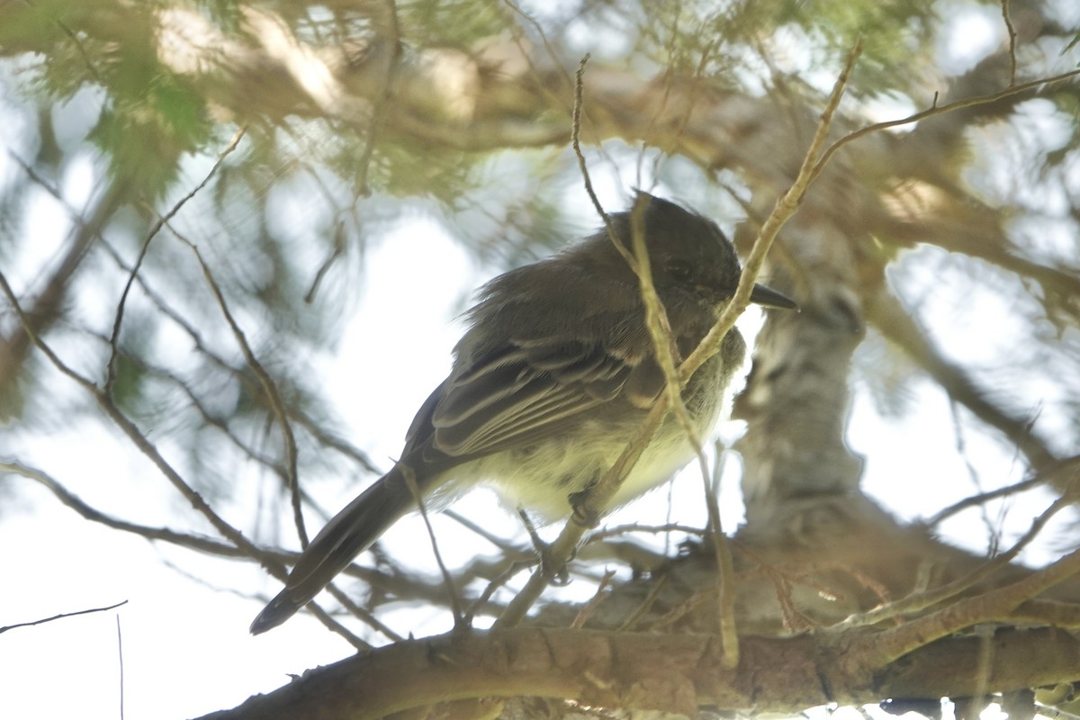 Eastern Phoebe - ML623956119