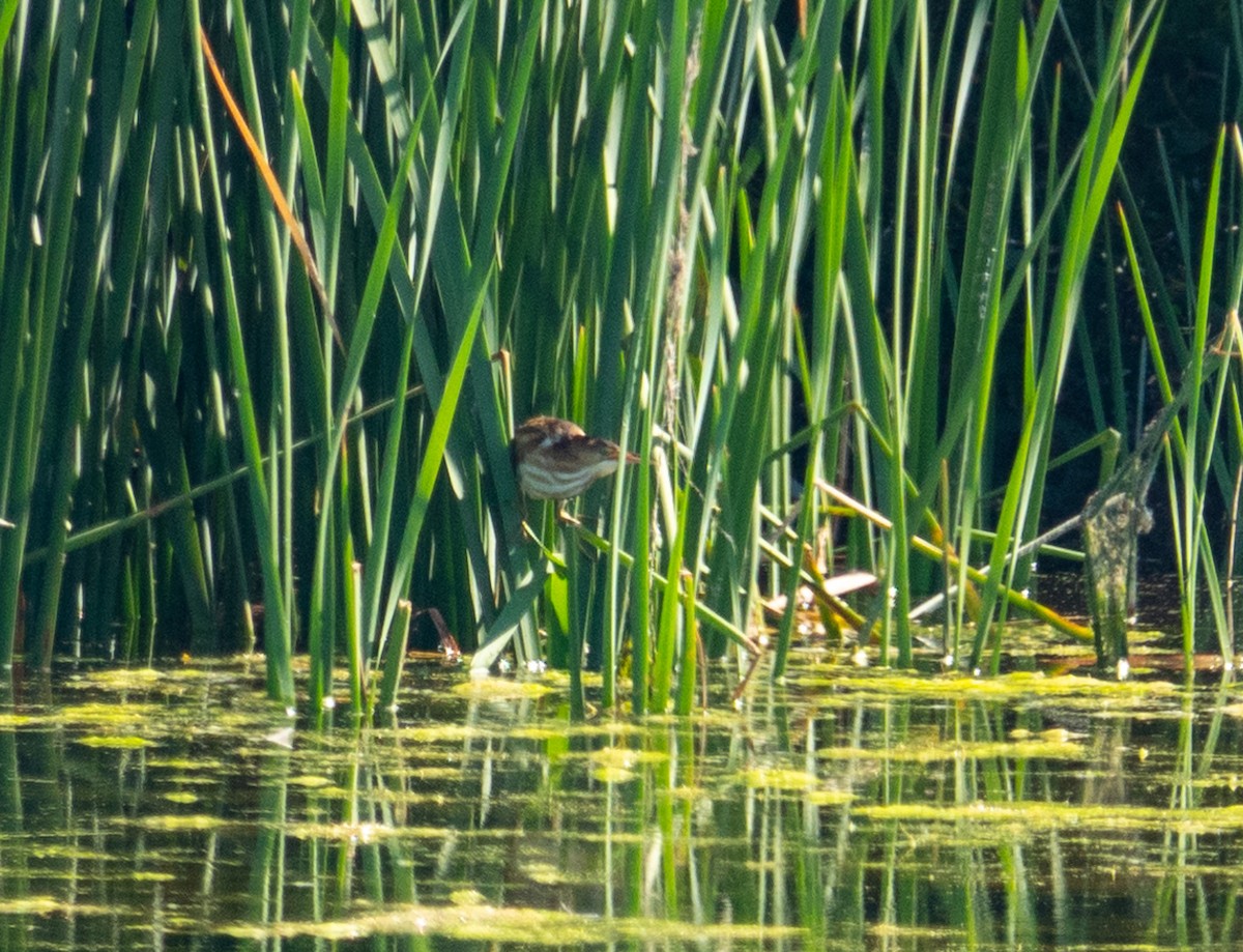 Least Bittern - ML623956121