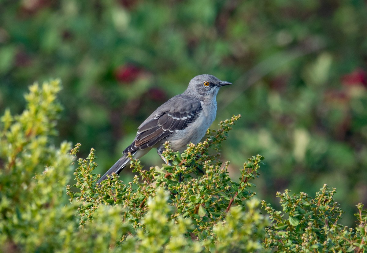 Northern Mockingbird - ML623956122