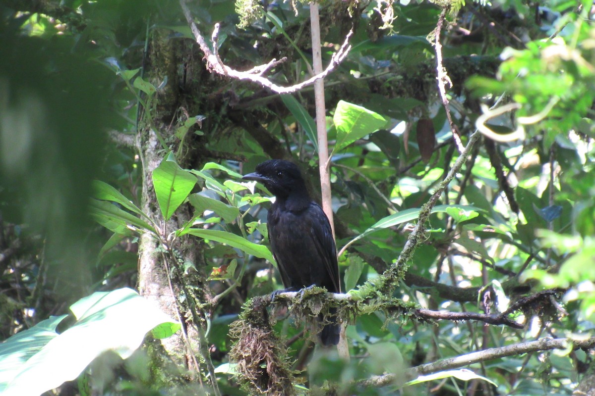 Bare-necked Umbrellabird - ML623956126