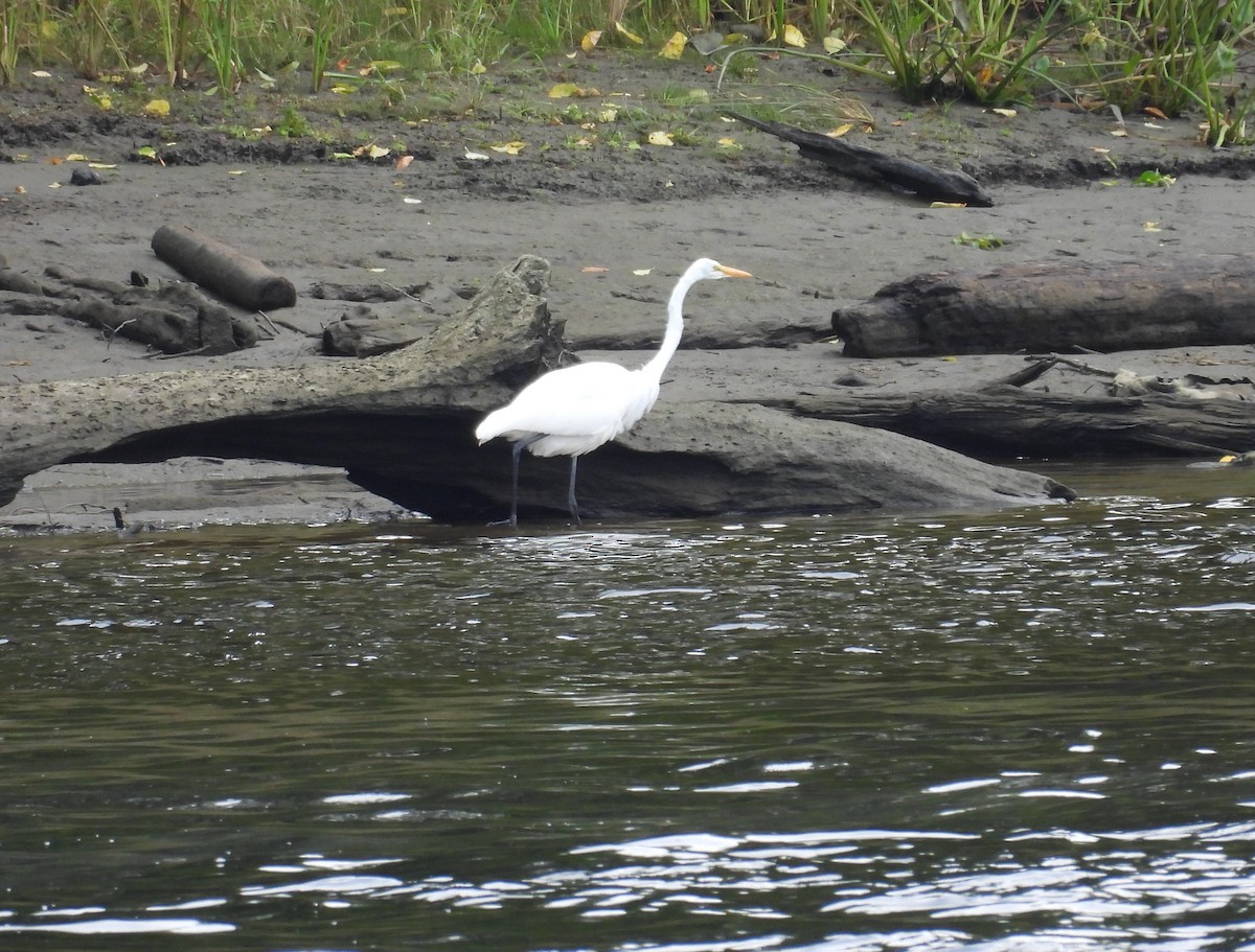 Great Egret - ML623956127