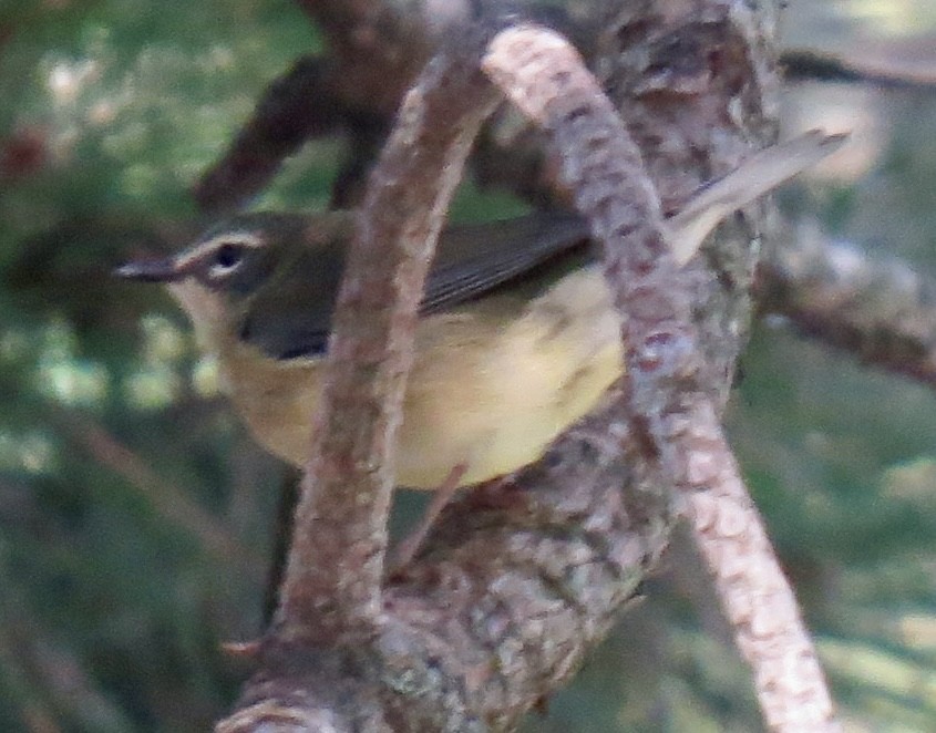 Blue-headed Vireo - ML623956138