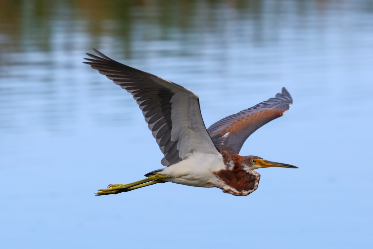 Tricolored Heron - ML623956153