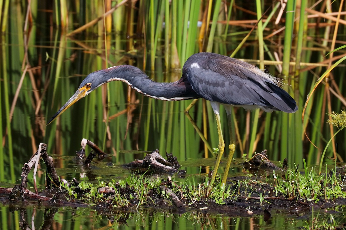 Tricolored Heron - ML623956154