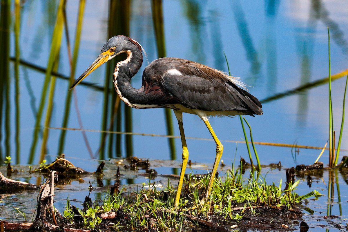 Tricolored Heron - ML623956156