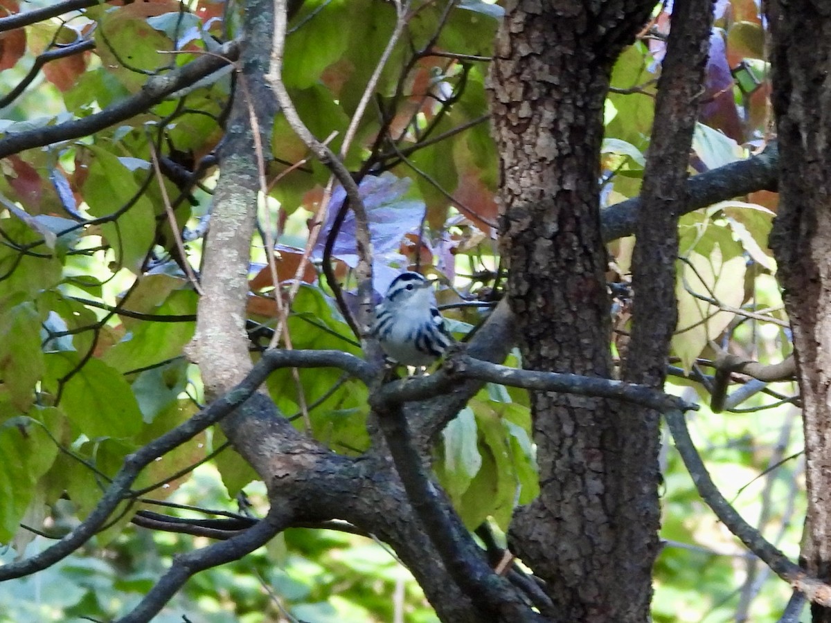 Black-and-white Warbler - ML623956159