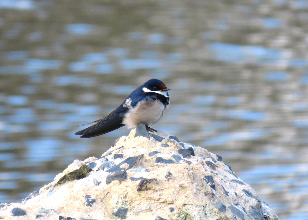 White-throated Swallow - ML623956161