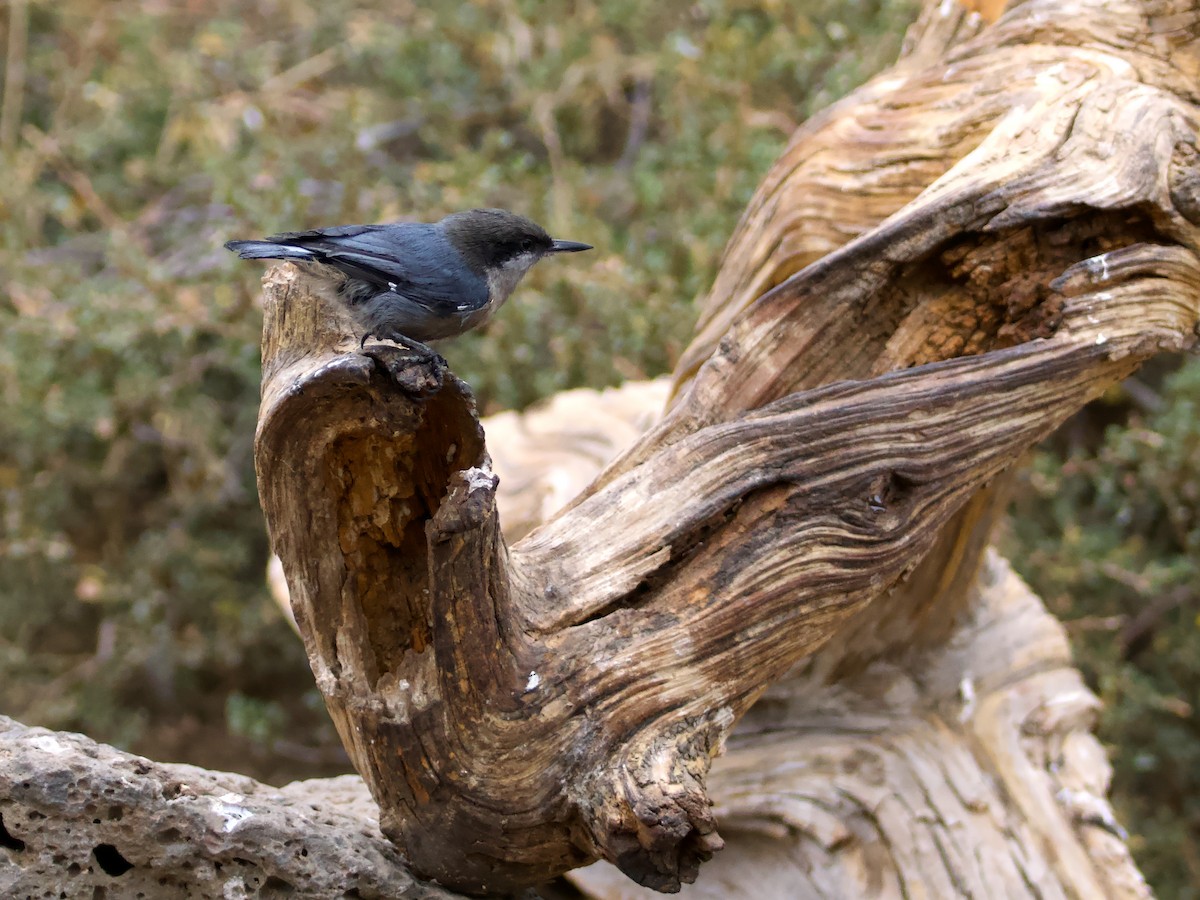 Pygmy Nuthatch - ML623956164