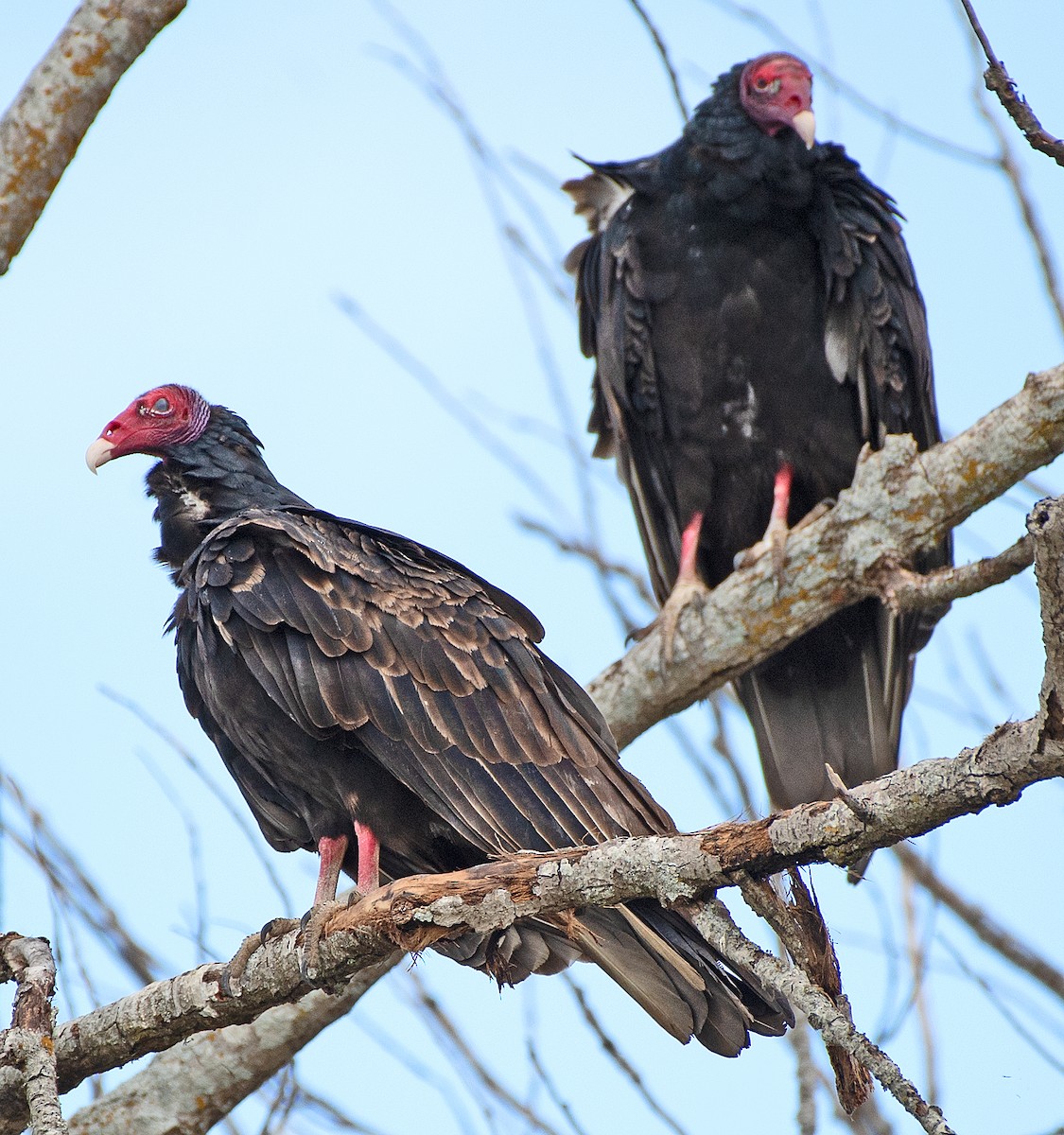 Turkey Vulture - Kenneth Butler