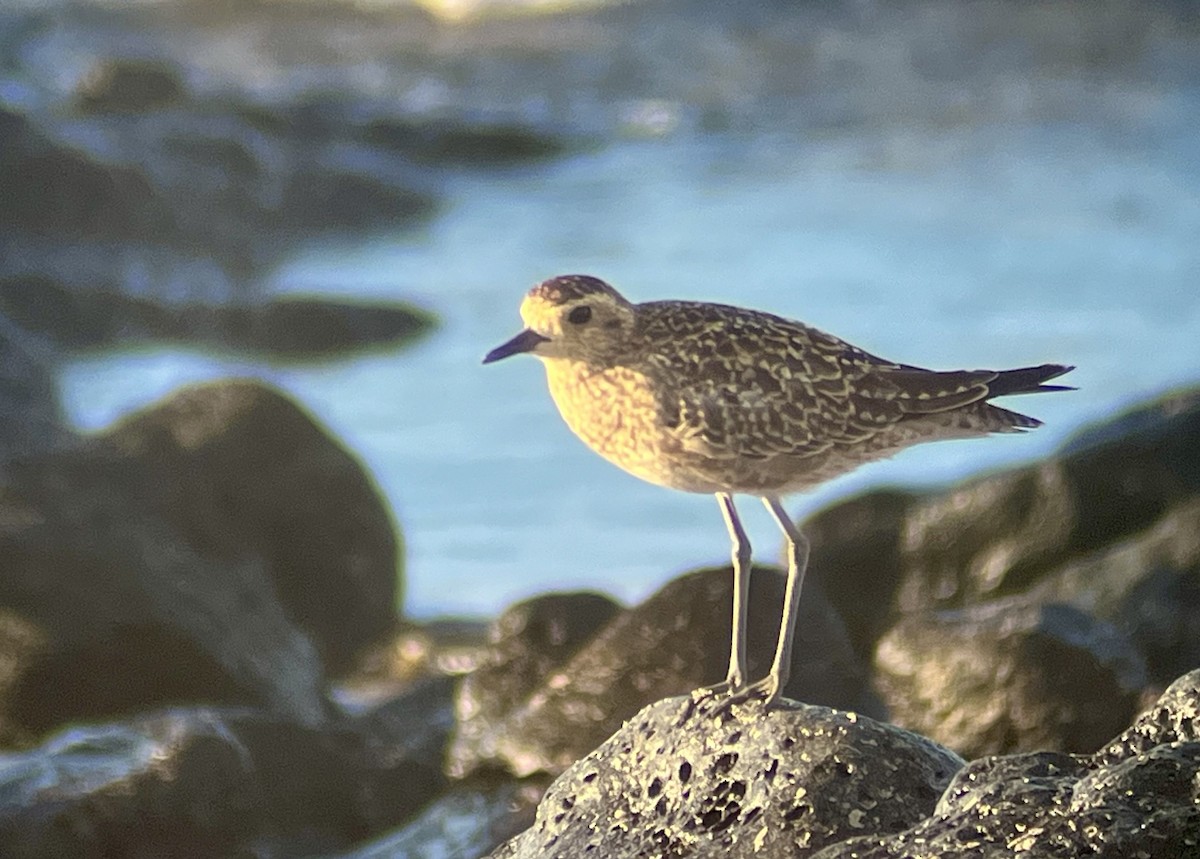 Pacific Golden-Plover - ML623956190