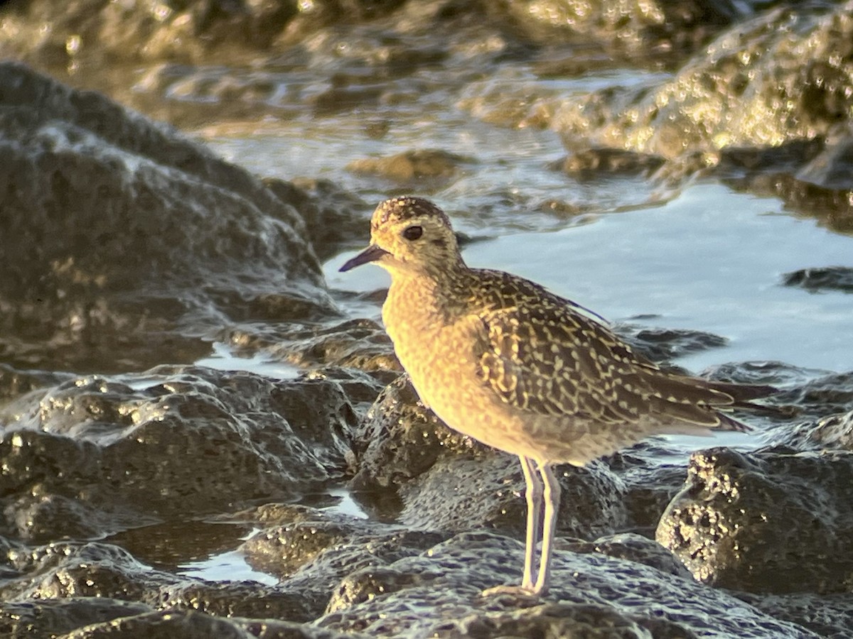 Chorlito Dorado Siberiano - ML623956191