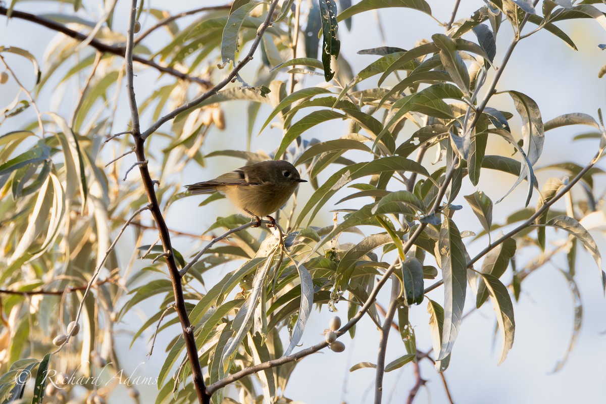 Ruby-crowned Kinglet - ML623956193