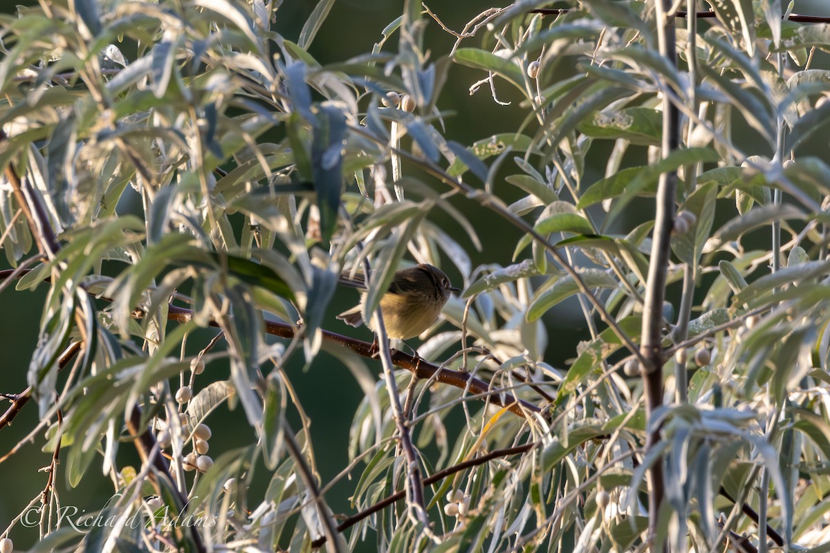 Ruby-crowned Kinglet - Richard Adams