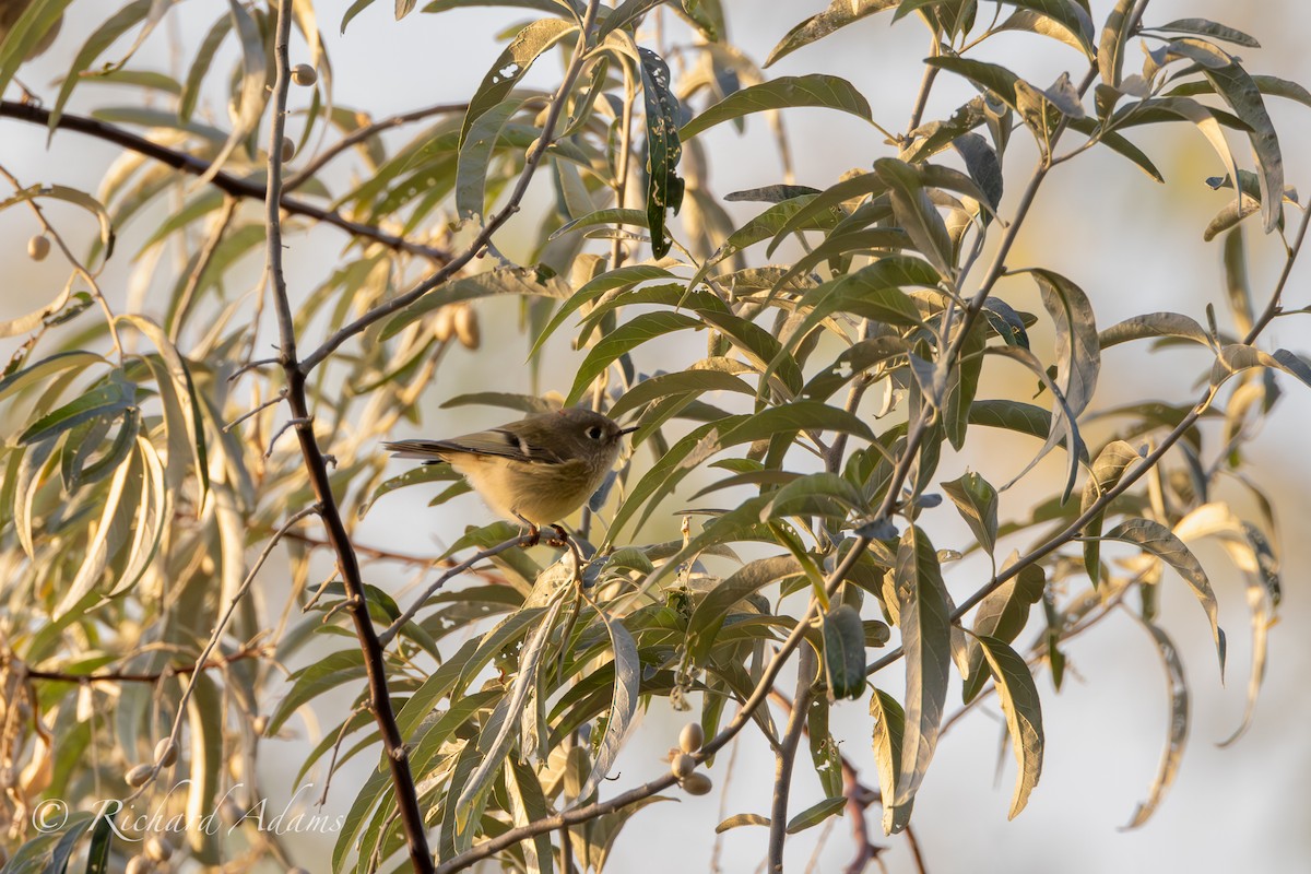 Ruby-crowned Kinglet - ML623956195