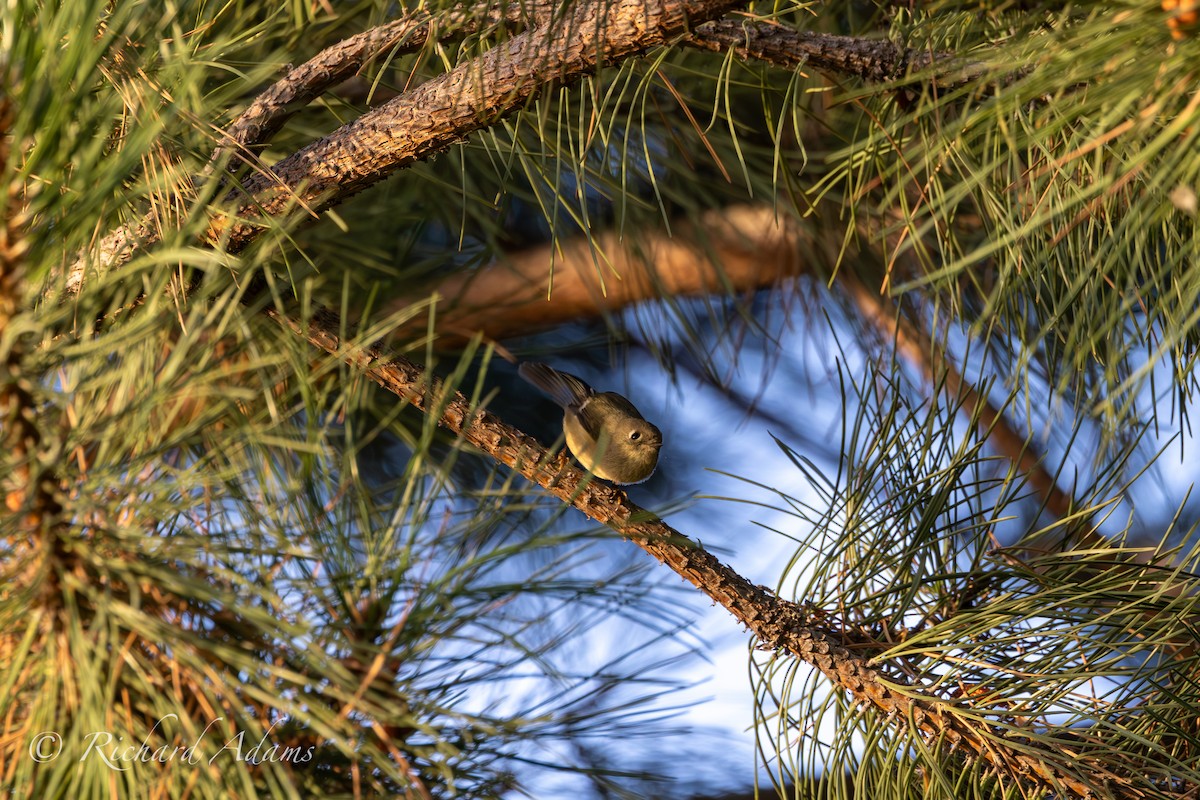 Ruby-crowned Kinglet - ML623956196