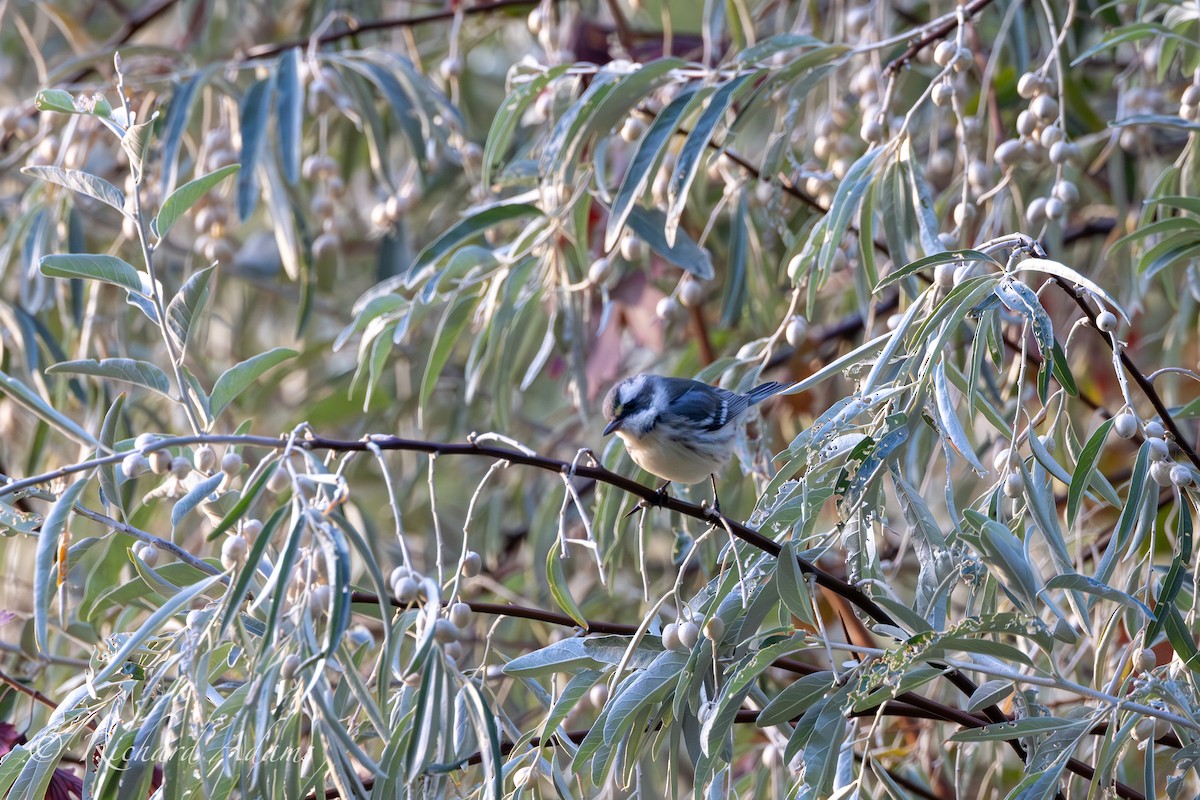 Black-throated Gray Warbler - ML623956209