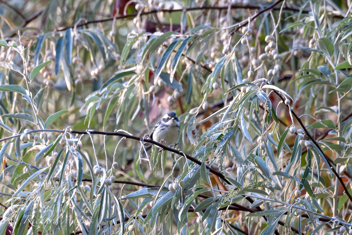 Black-throated Gray Warbler - ML623956210