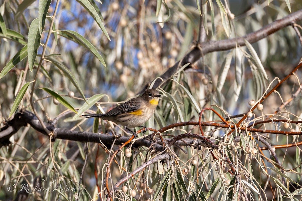 Yellow-rumped Warbler - ML623956220