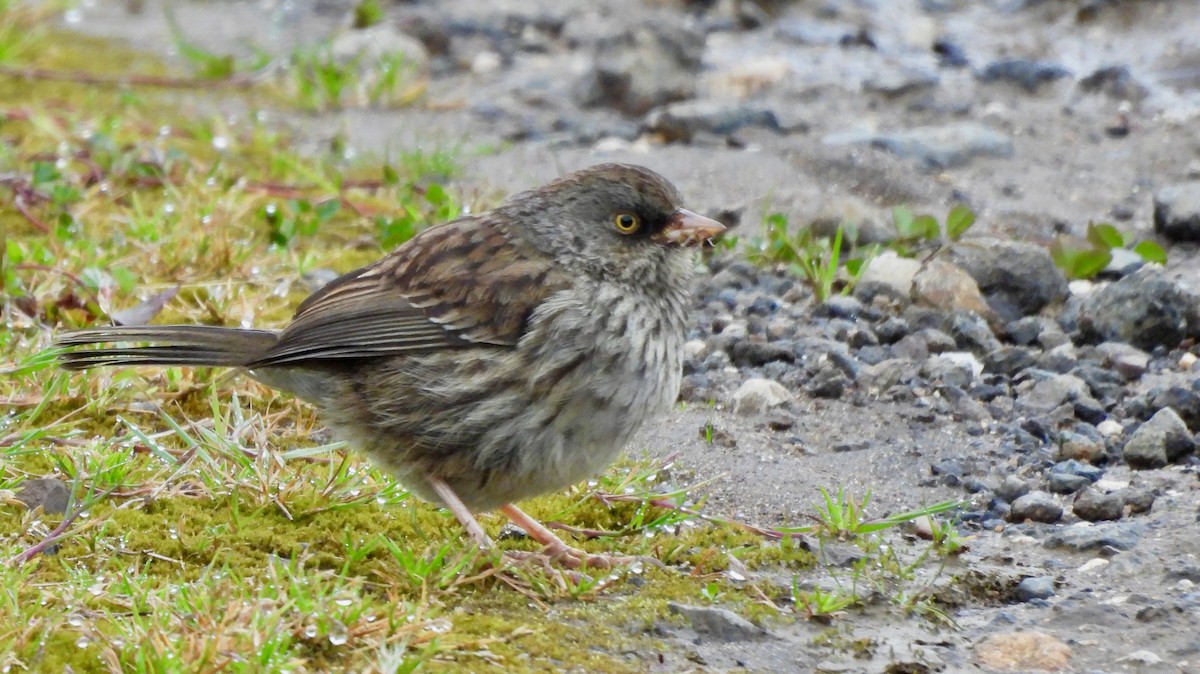 Volcano Junco - ML623956222