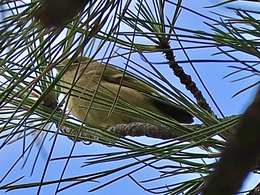 Ruby-crowned Kinglet - ML623956234