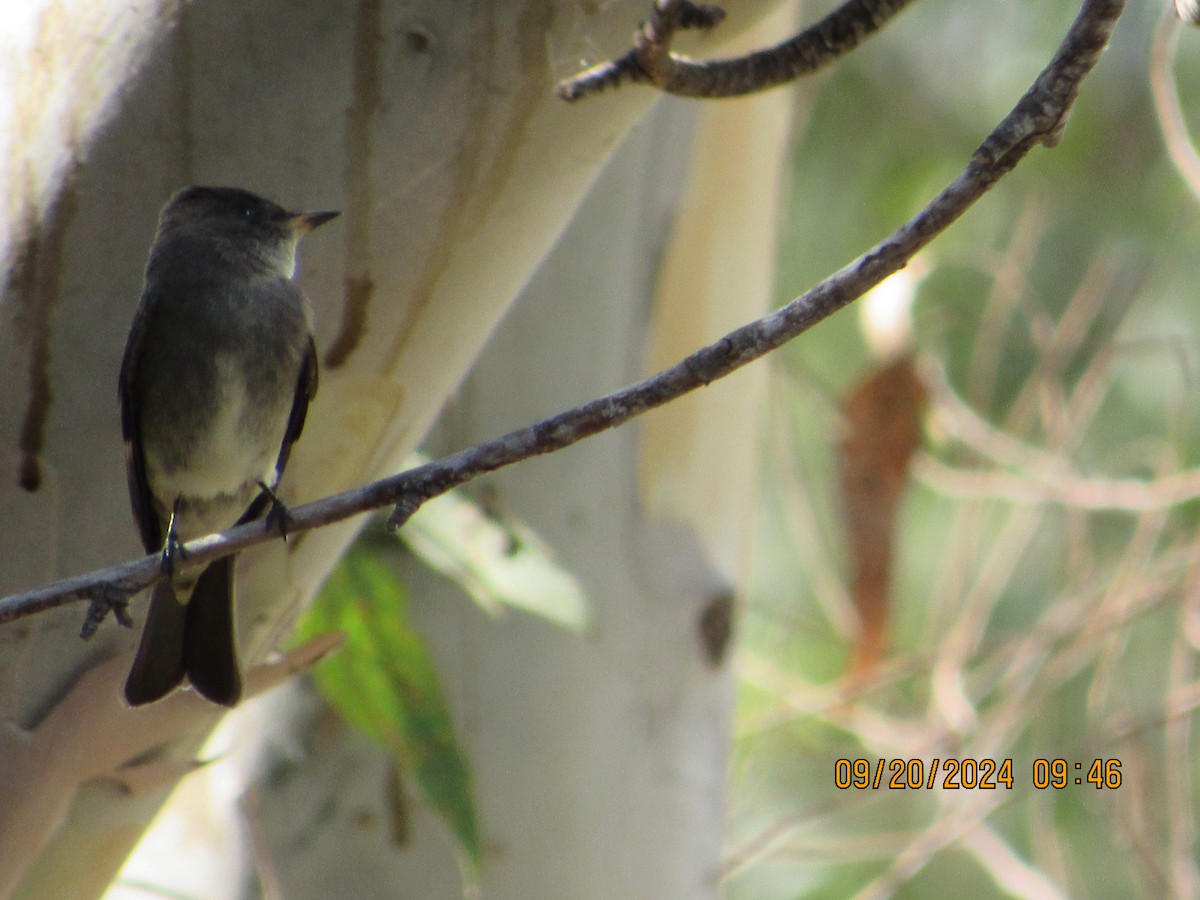 Western Wood-Pewee - ML623956240