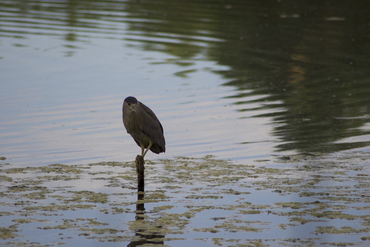 Black-crowned Night Heron - ML623956250