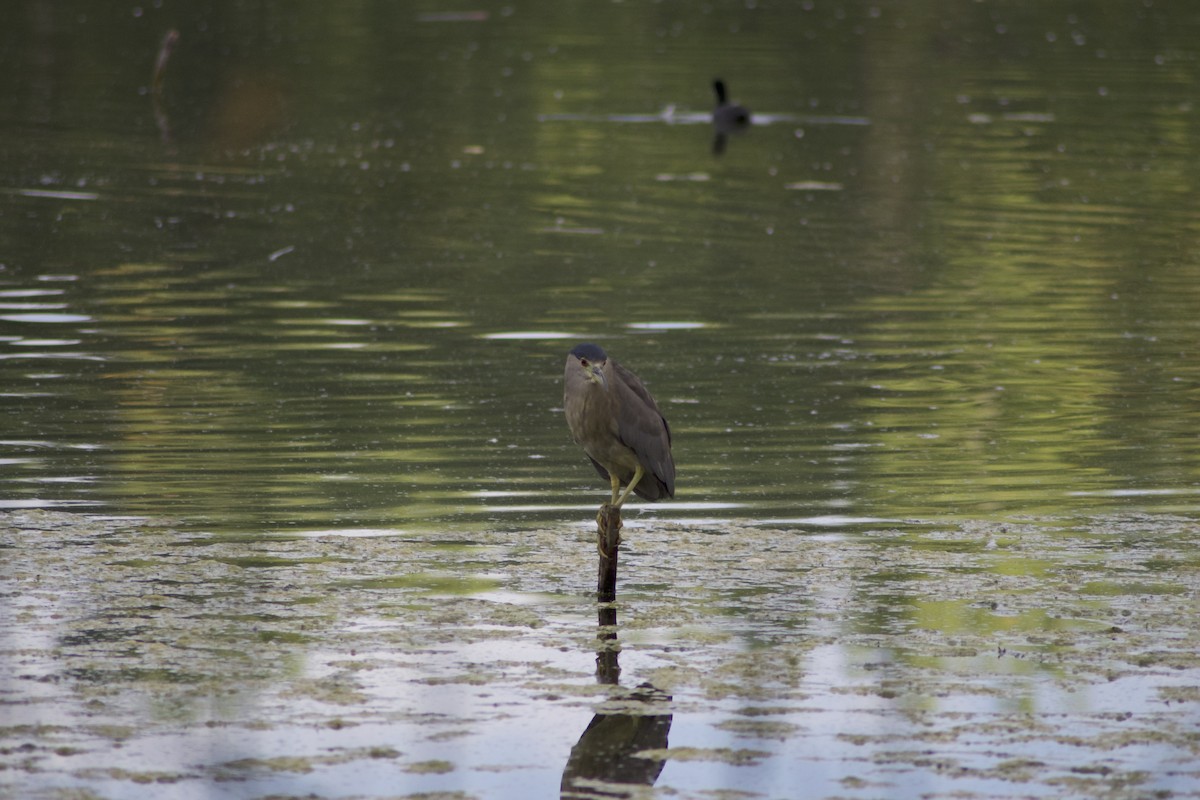 Black-crowned Night Heron - ML623956251