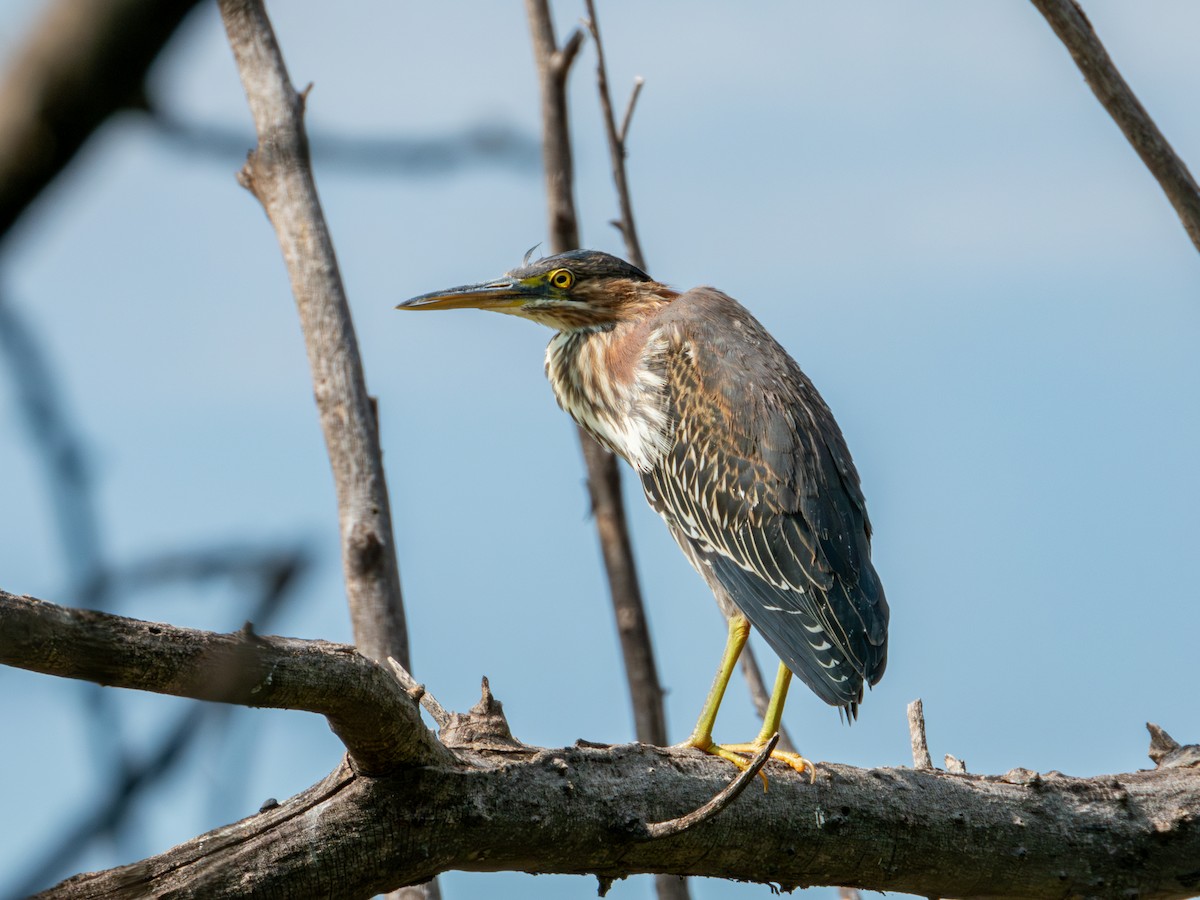 Grünreiher (virescens/bahamensis) - ML623956254