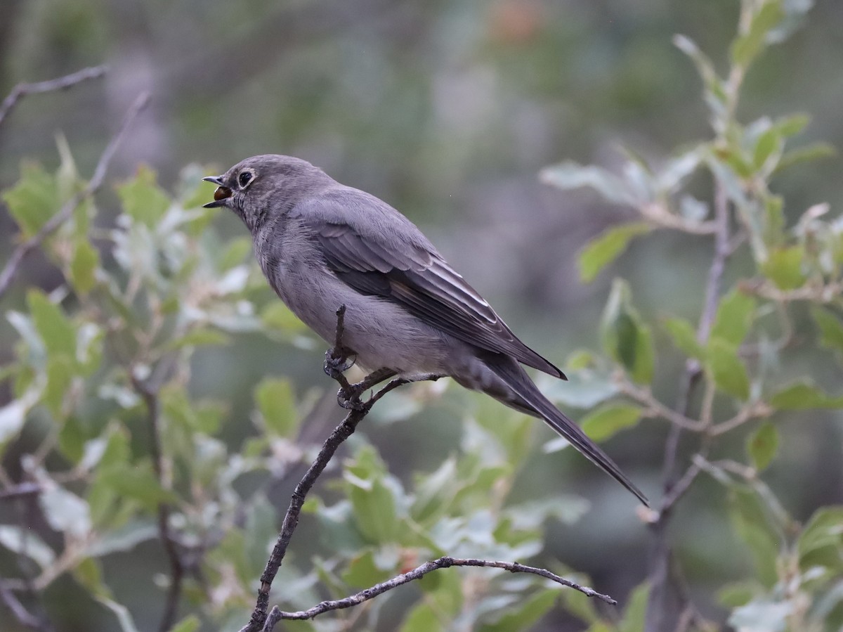 Townsend's Solitaire - ML623956259