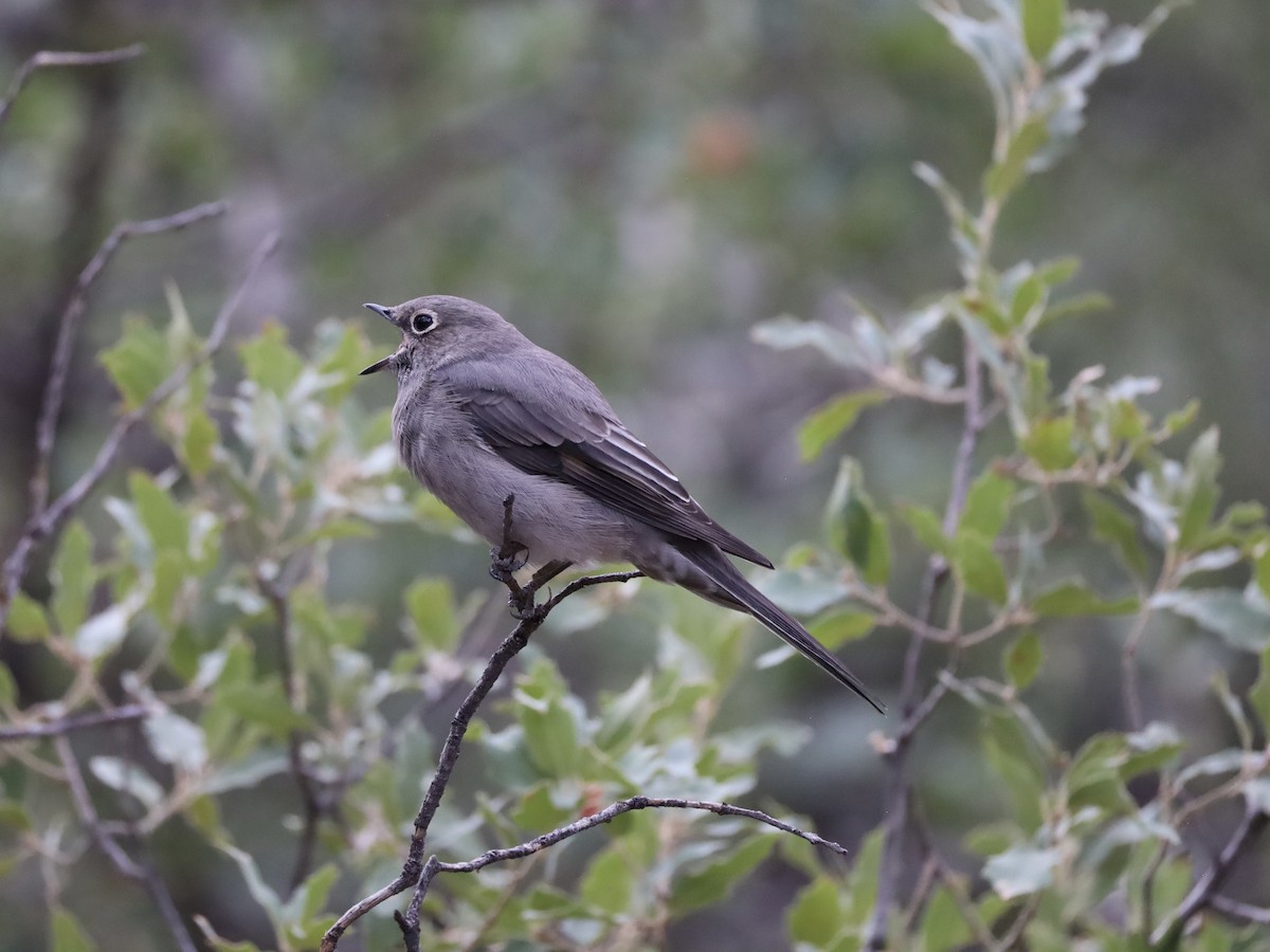 Townsend's Solitaire - ML623956262