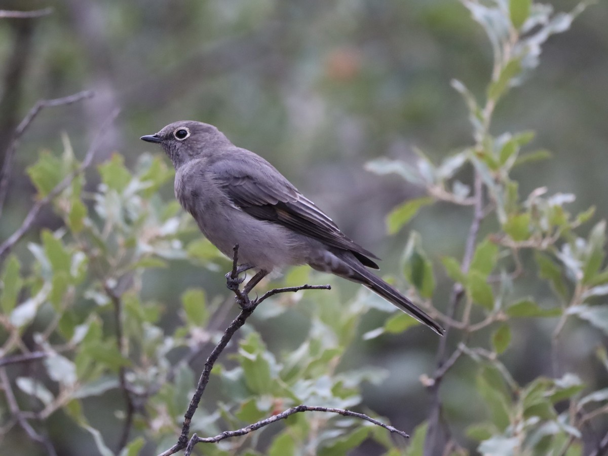 Townsend's Solitaire - ML623956264