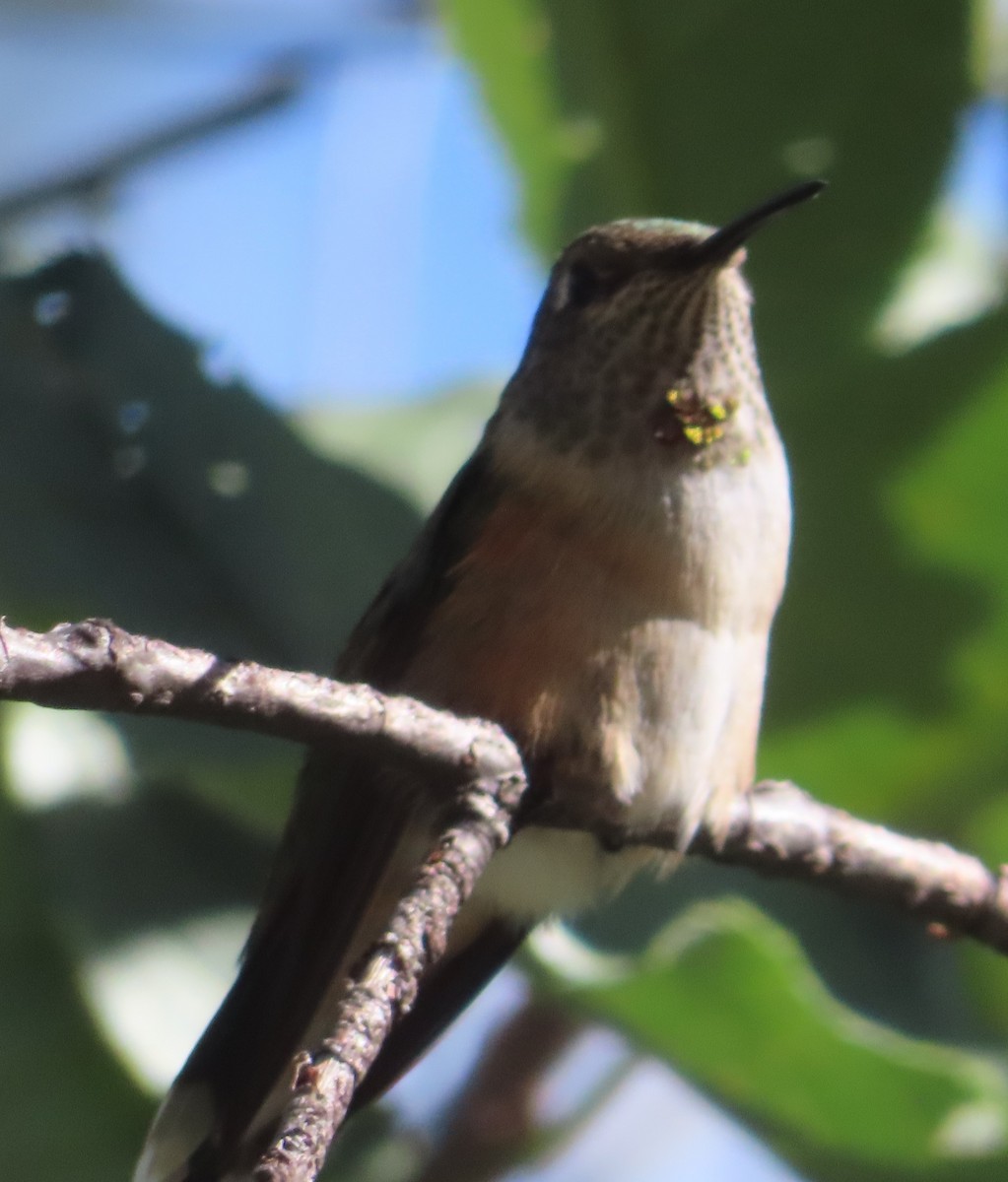 Broad-tailed Hummingbird - John Maresh