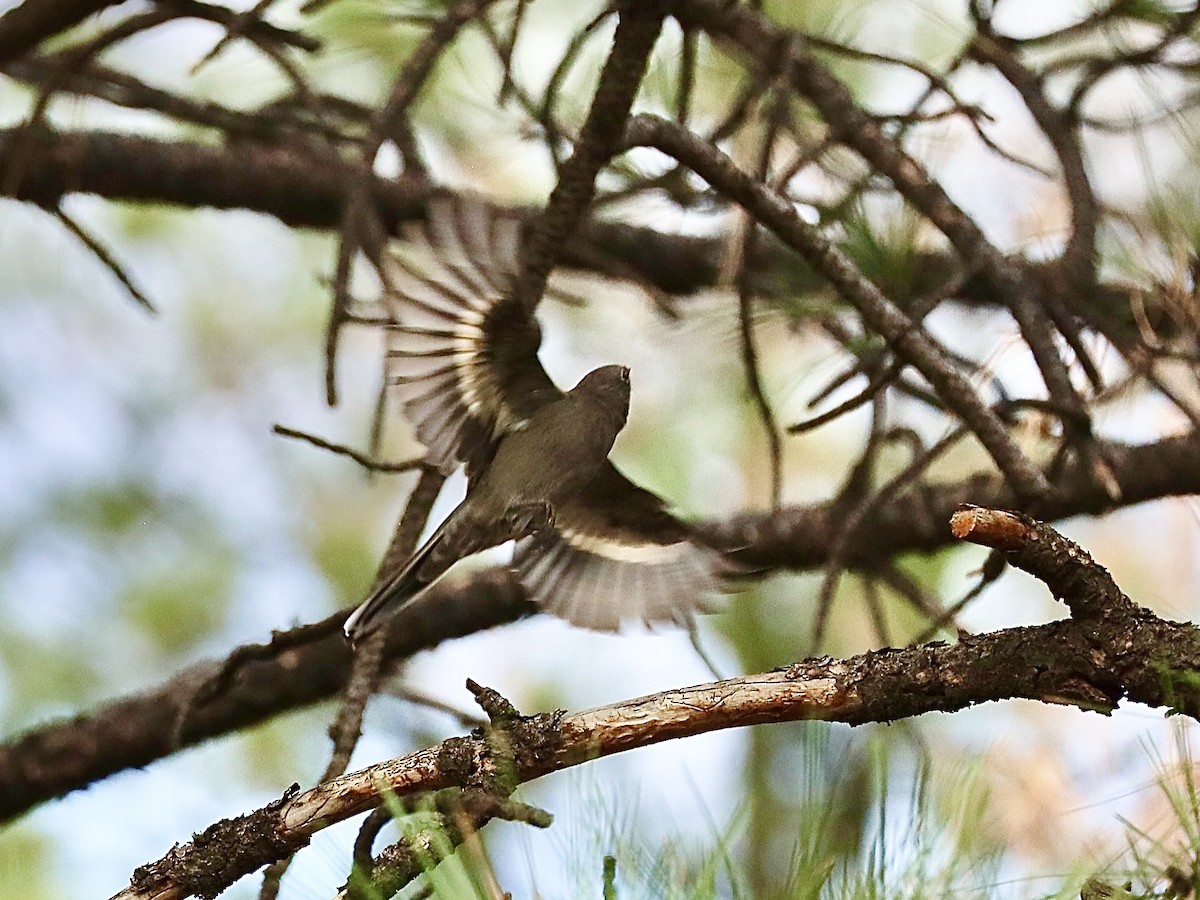 Townsend's Solitaire - Mohini Rawool-Sullivan