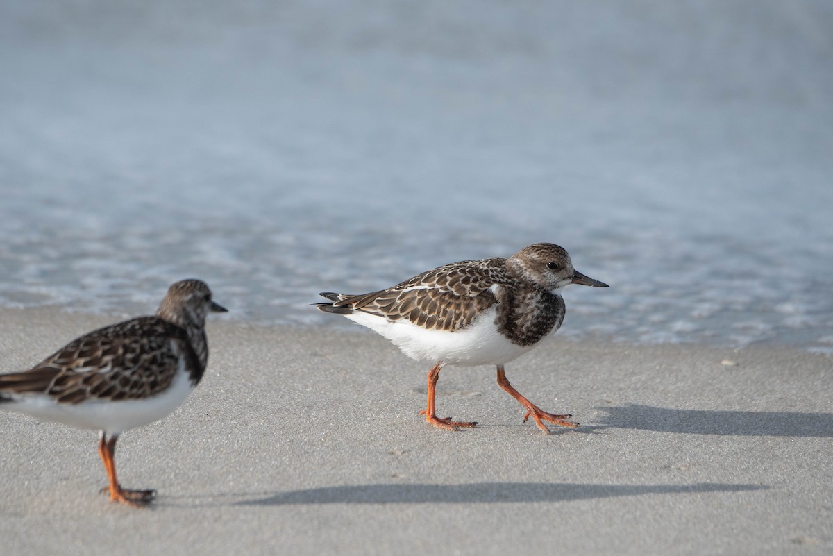 Ruddy Turnstone - ML623956272