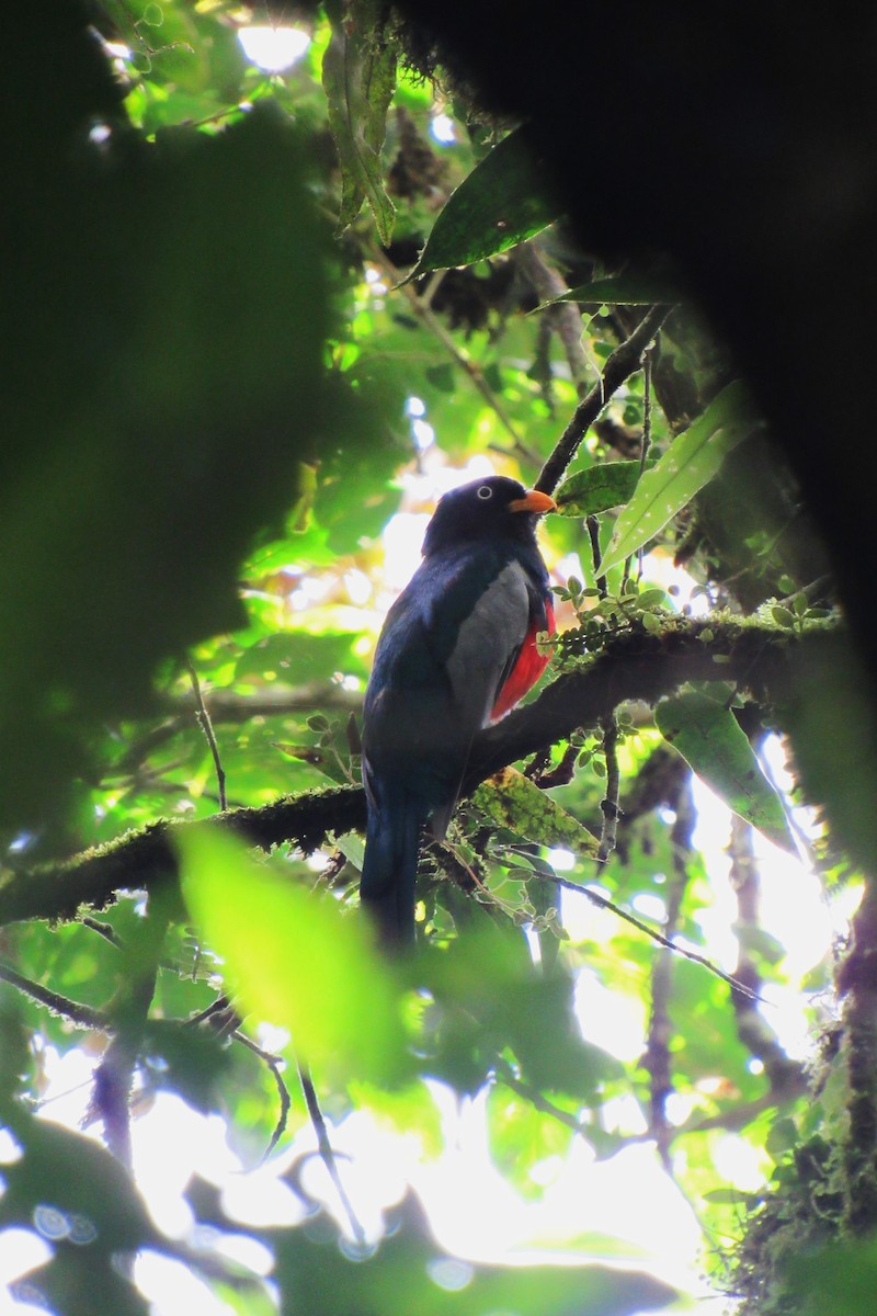 Lattice-tailed Trogon - ML623956278