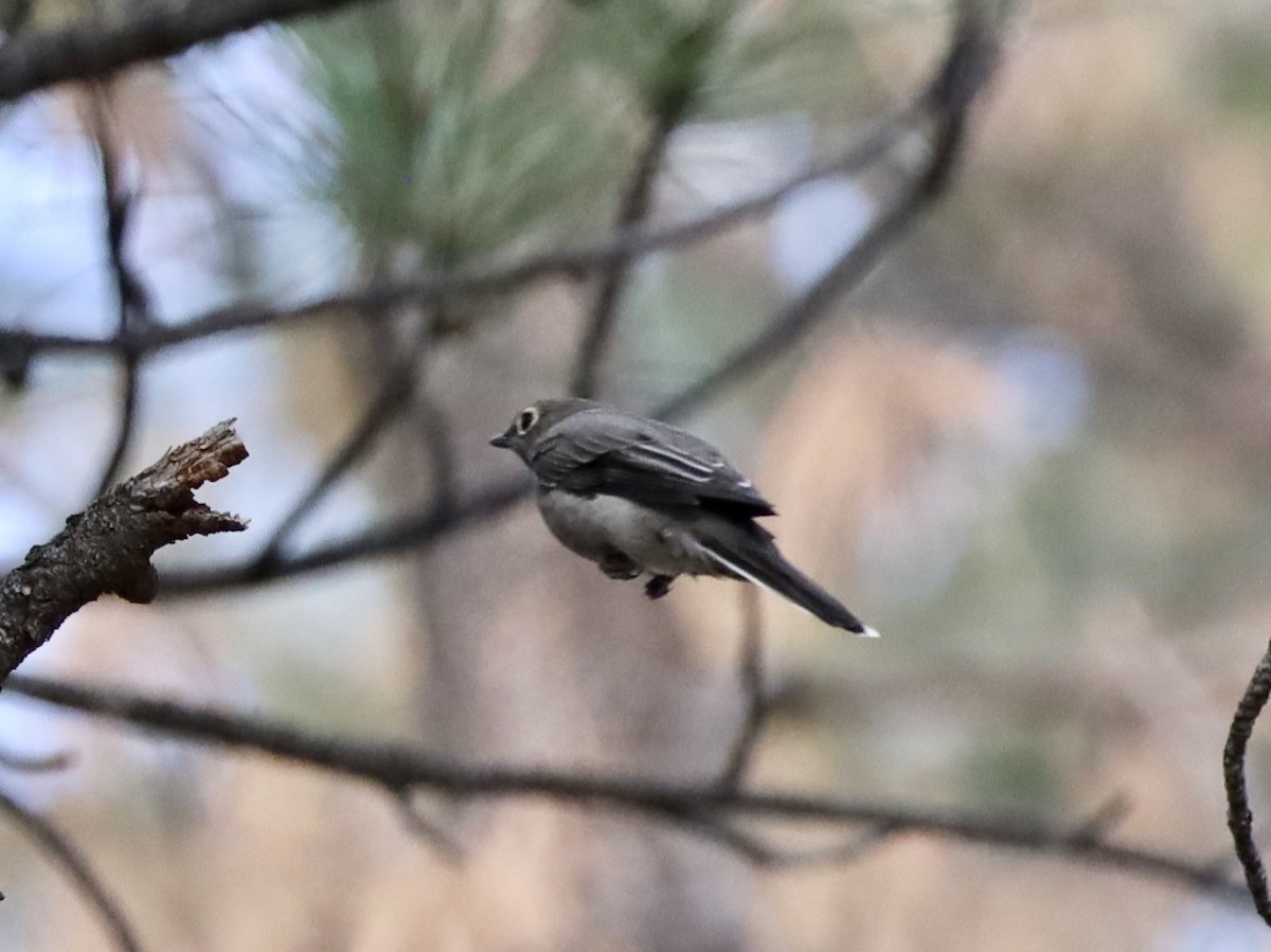 Townsend's Solitaire - ML623956279