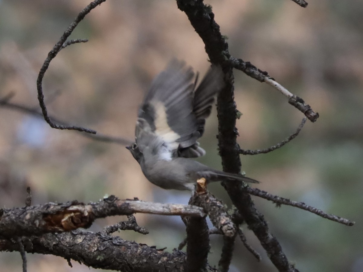 Townsend's Solitaire - ML623956285