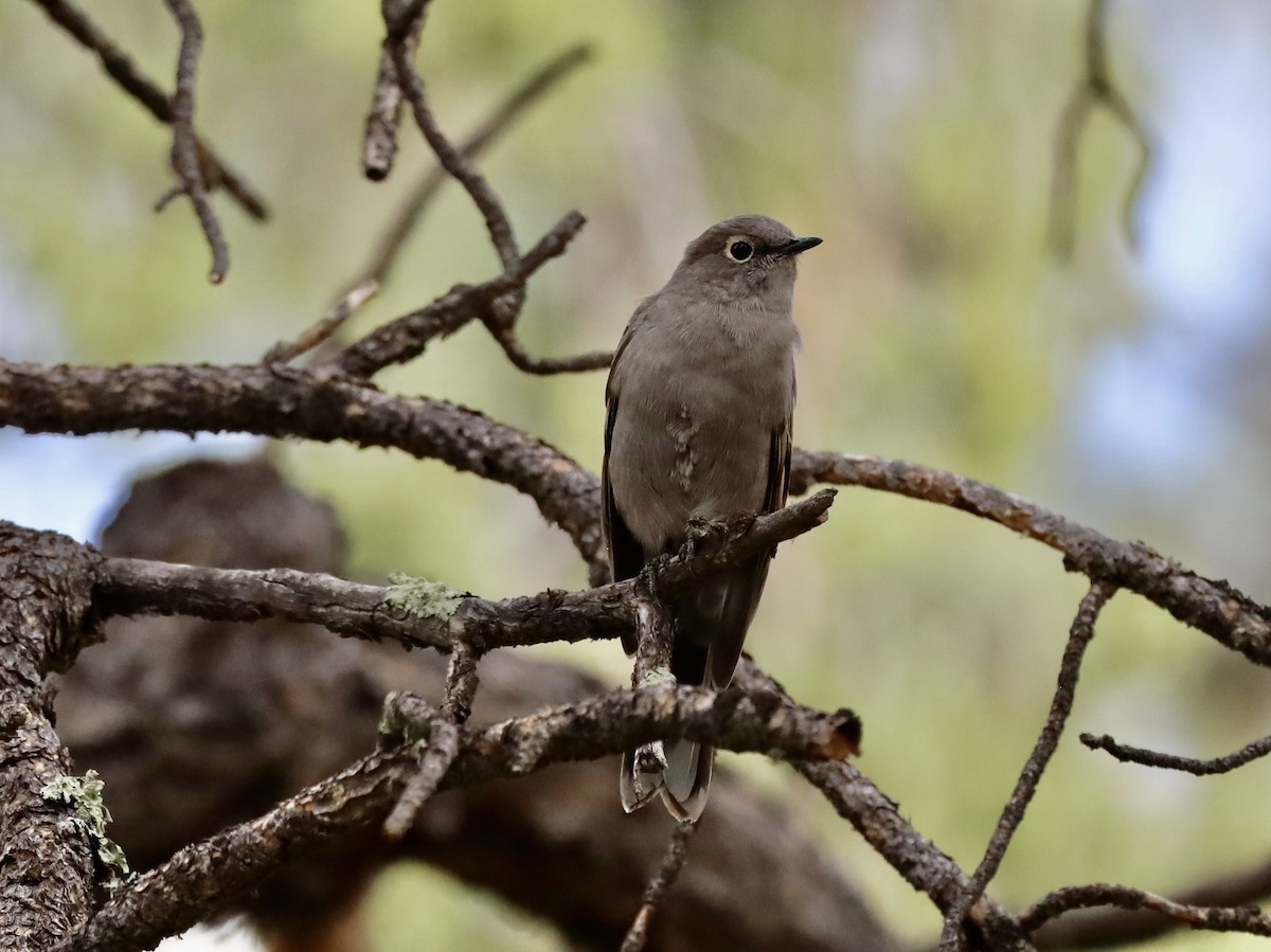 Townsend's Solitaire - ML623956299