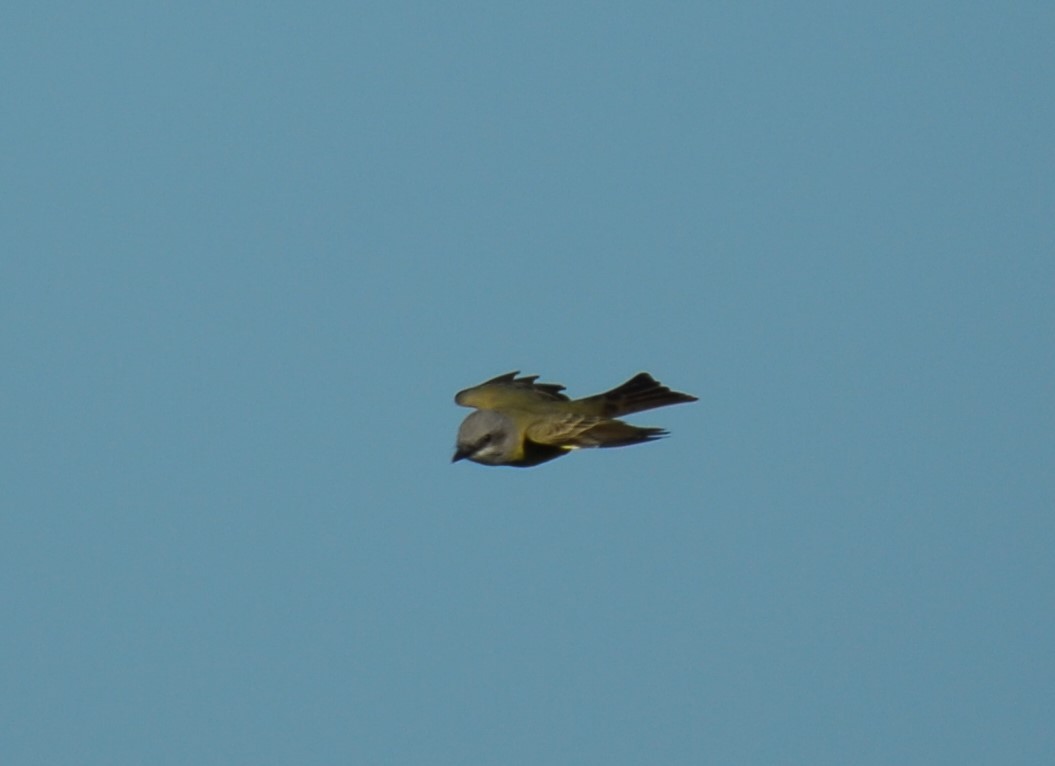 Tropical Kingbird - ML623956301