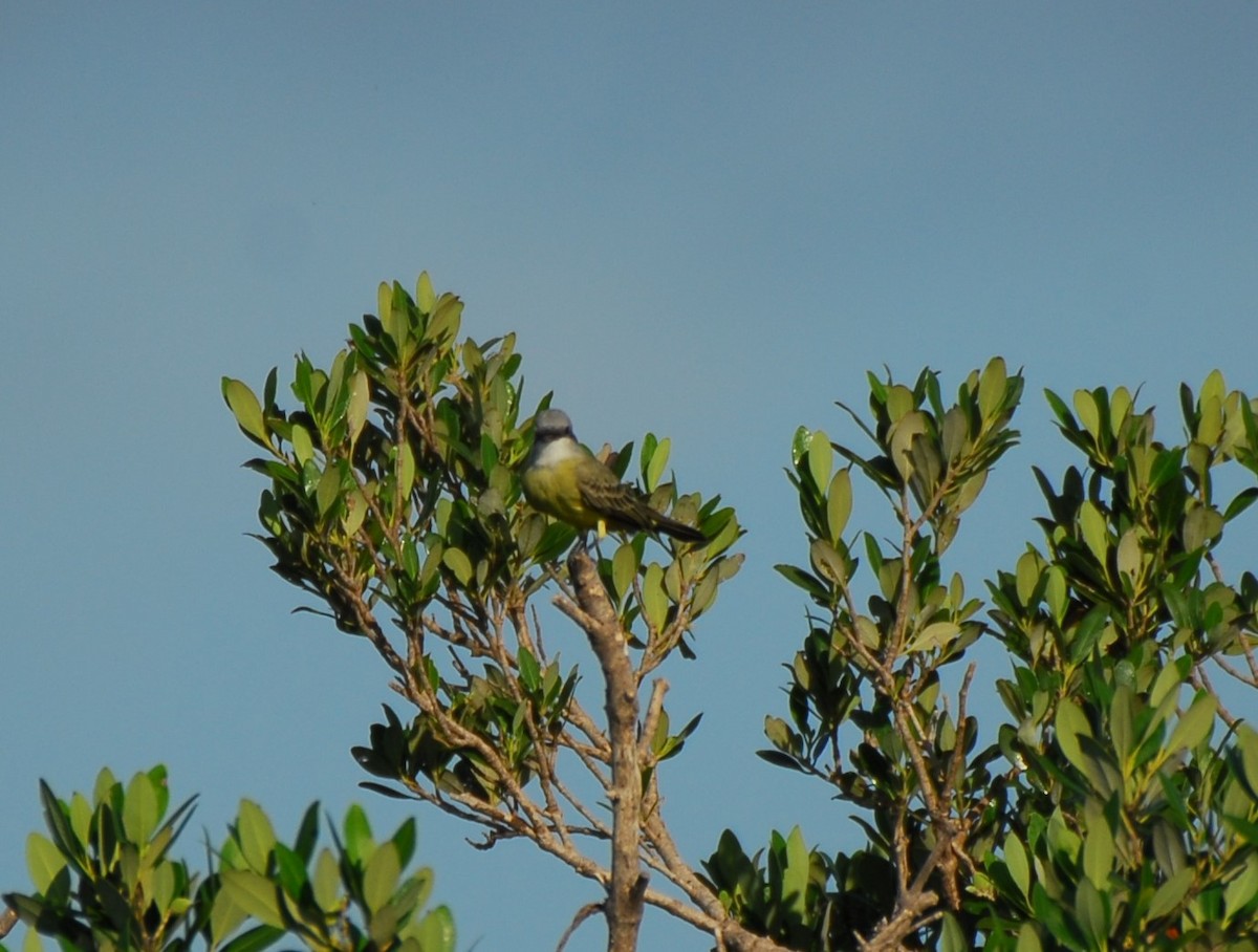 Tropical Kingbird - ML623956302