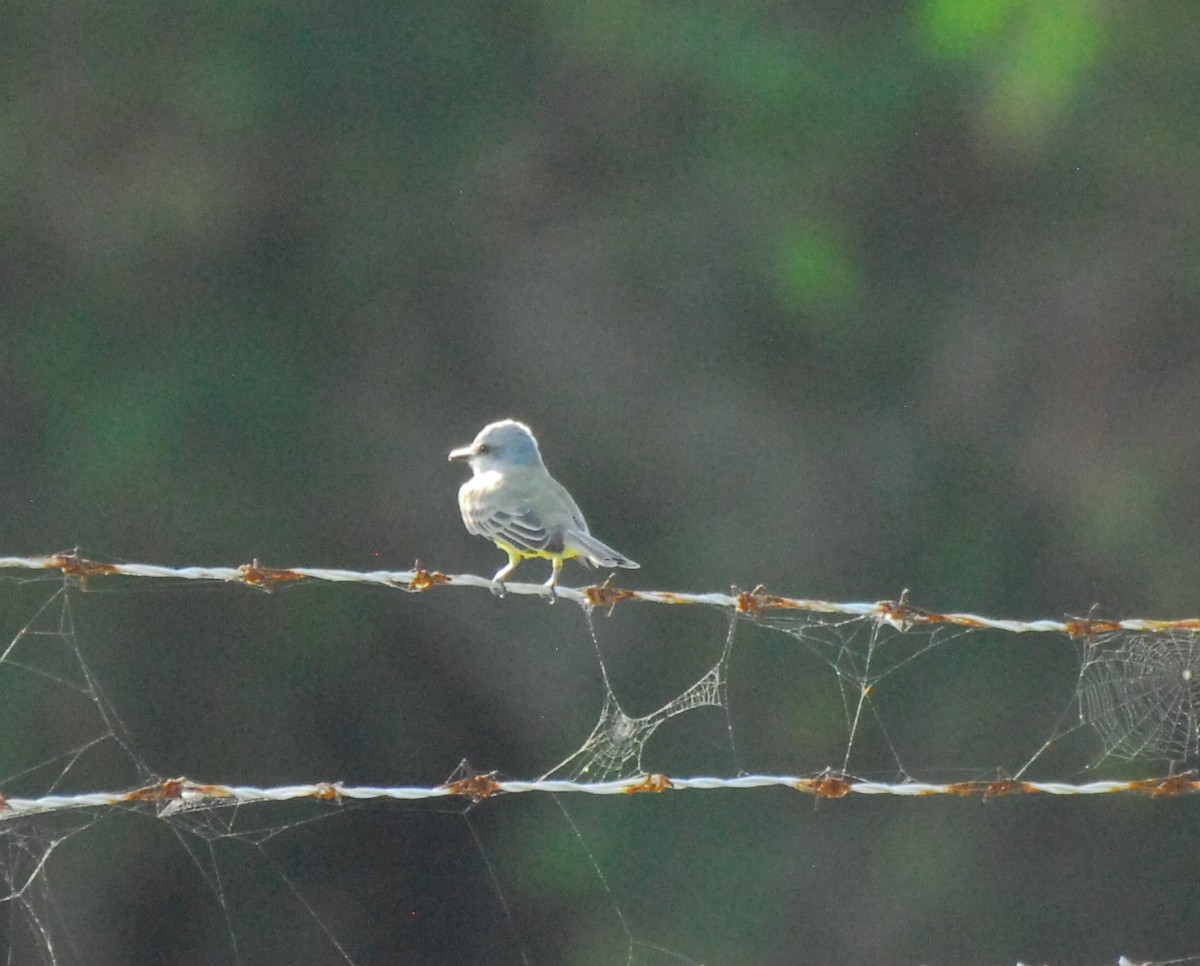 Tropical Kingbird - ML623956303