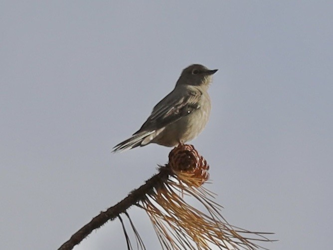 Townsend's Solitaire - ML623956304