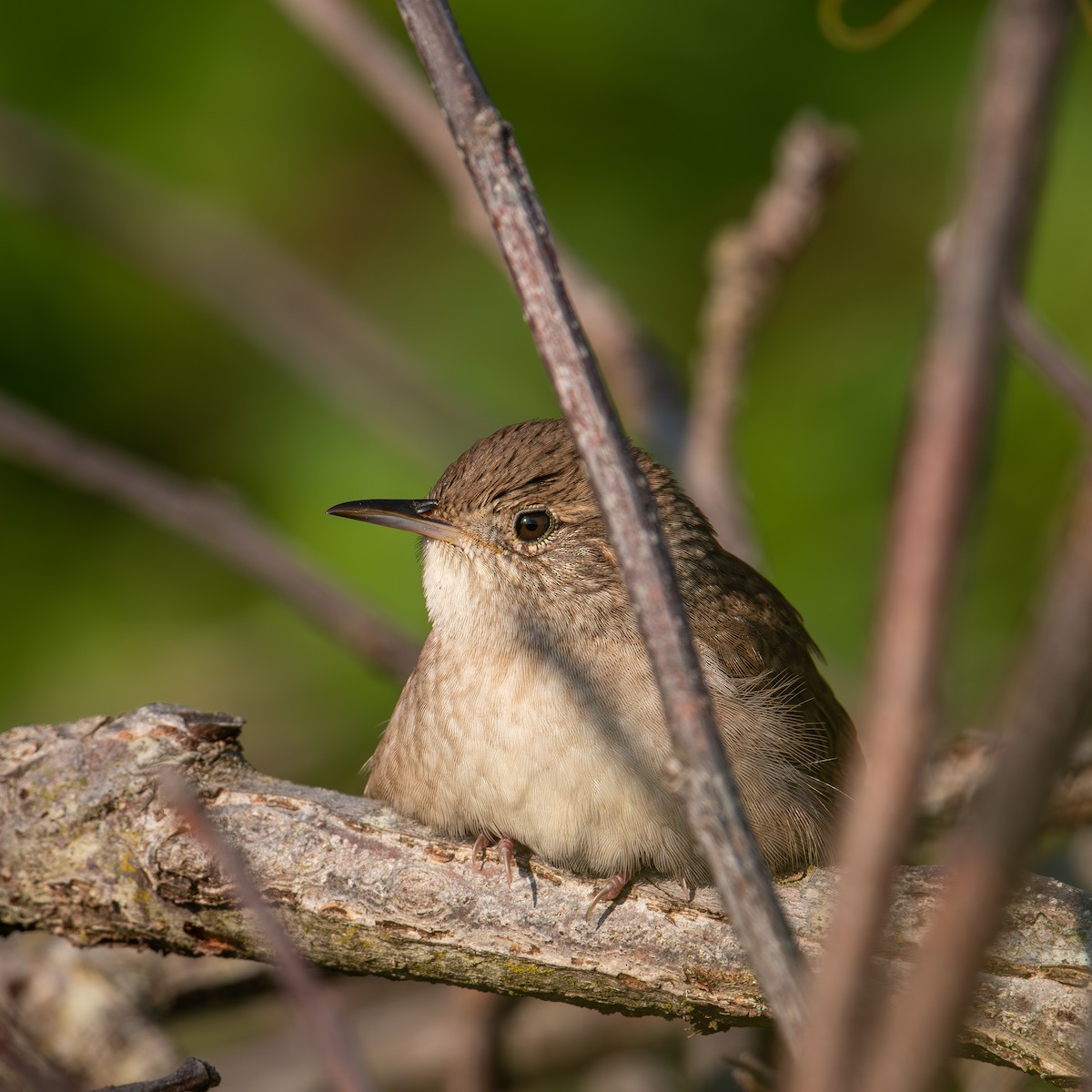 House Wren - ML623956309