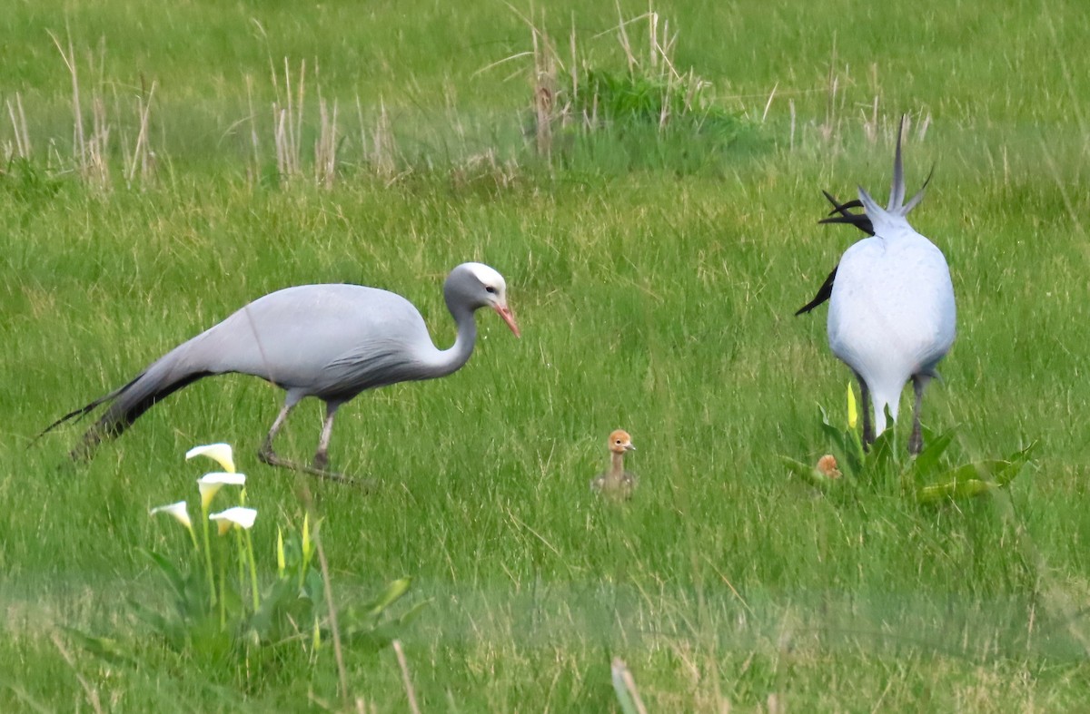 Blue Crane - ML623956315