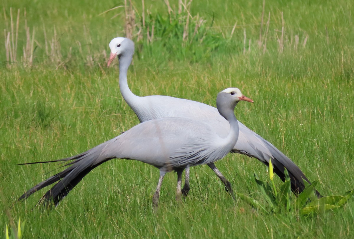 Blue Crane - ML623956316