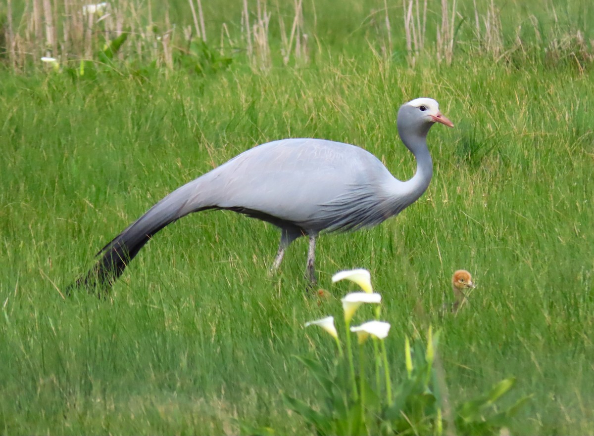 Blue Crane - ML623956317