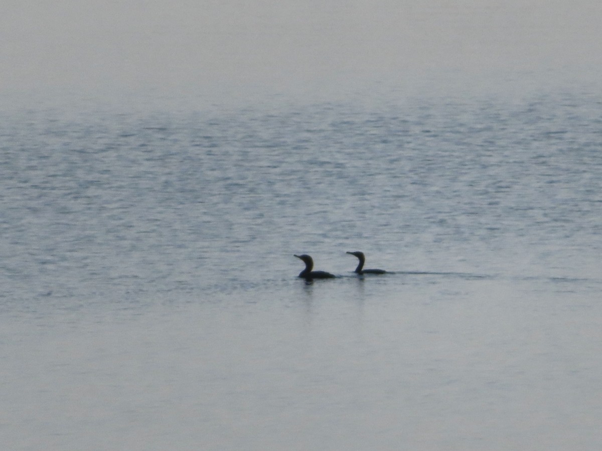 Double-crested Cormorant - Sara Griesemer