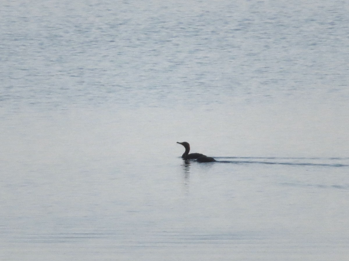 Cormorán Orejudo - ML623956324