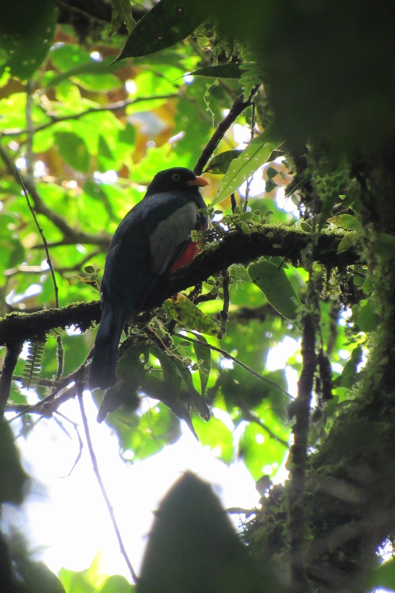 Sperberschwanztrogon - ML623956345