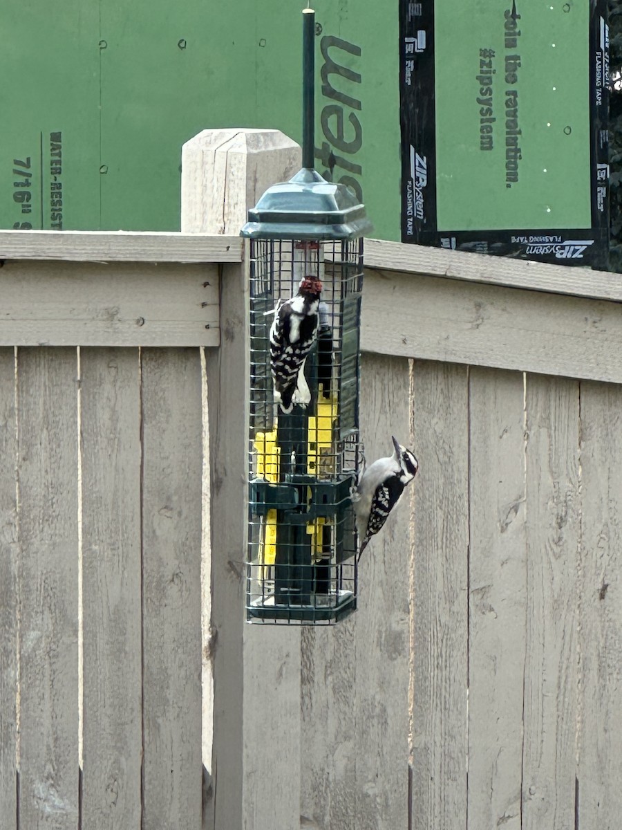 Downy Woodpecker - ML623956351